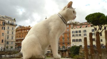 Gato em meio a uma cidade vazia - Getty Images