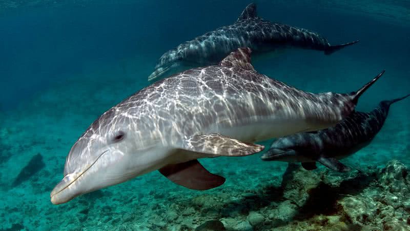 Imagem ilustrativa de um golfinho - Getty Images