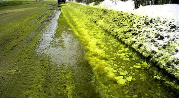 A neve verde nas ruas da cidade - Reprodução