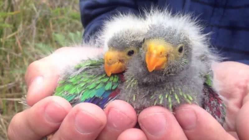 Filhotes de papagaio - Divulgação/Difficult Bird Research Group