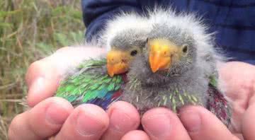 Filhotes de papagaio - Divulgação/Difficult Bird Research Group