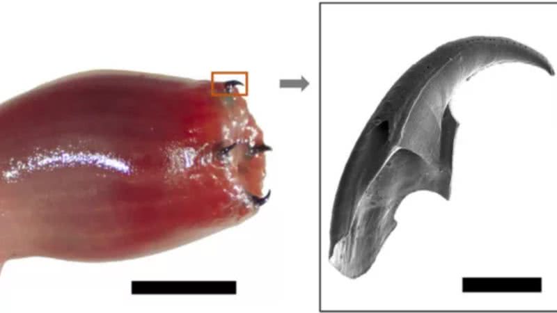 Verme da espécie Glycera dibranchiata - Divulgação/ Revista Matter