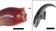 Verme da espécie Glycera dibranchiata - Divulgação/ Revista Matter