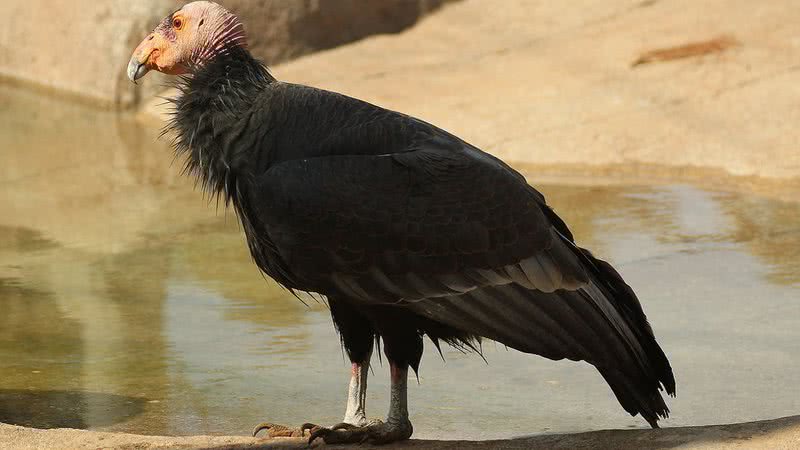 Exemplar de um condor-da-Califórnia - Stacy via Wikimedia Commons