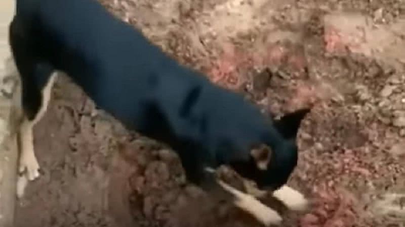 O pinscher mostrou aos policiais onde a droga estava escondida - Divulgação/PF-MT