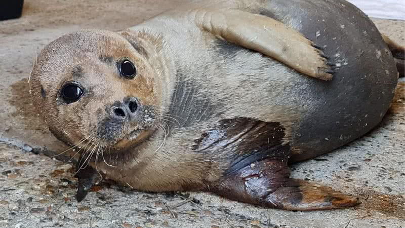 Fotografia da foca "Freddie Mercury" - Divulgação / South Essex Wildlife Hospital