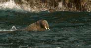 Wally, a morsa, foi avistada na Cornualha - Divulgação/Nathaniel Barry/Padstow Sealife Safaris