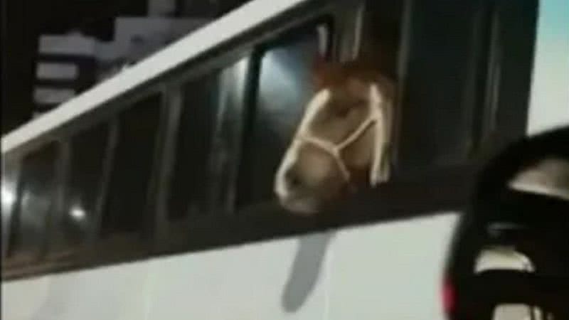 Cavalo sendo transportado em ônibus - Reprodução