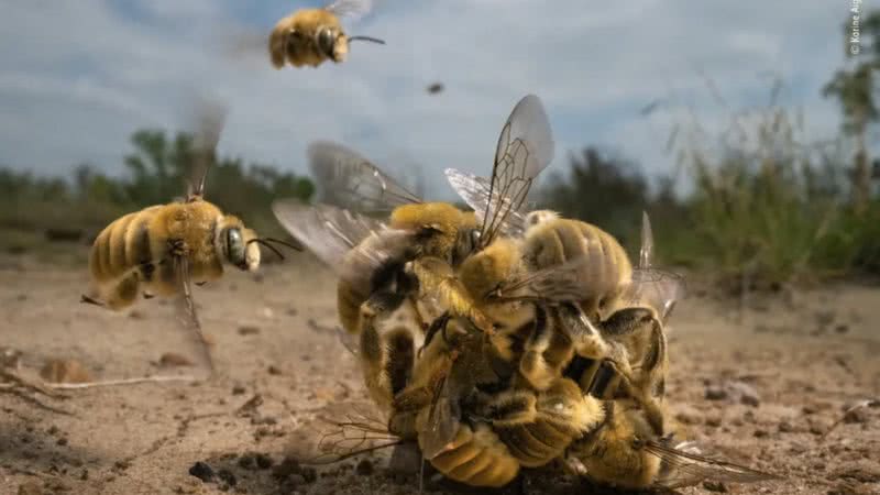 Imagem da "bola" de abelhas - Reprodução / Natural History Museum