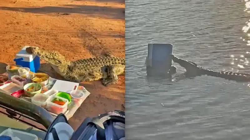 Crocodilo no momento em que invade o piquenique, na África do Sul (esq.) e crocodilo na água com a caixa térmica (dir.) - Reprodução/Vídeo