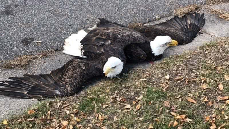 As aves durante a briga - Divulgação/Facebook/City of Plymouth, MN - Local Government