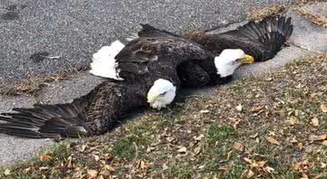 As aves durante a briga - Divulgação/Facebook/City of Plymouth, MN - Local Government