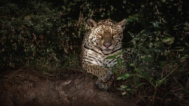 Onça pintada - Getty Images