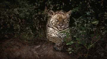 Onça pintada - Getty Images