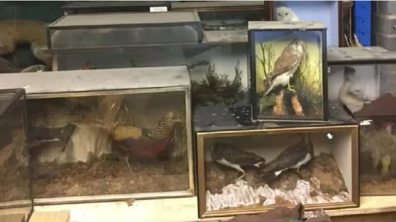 Porão com diversos animais empalhados - Divulgação / Hansons Auctioneers