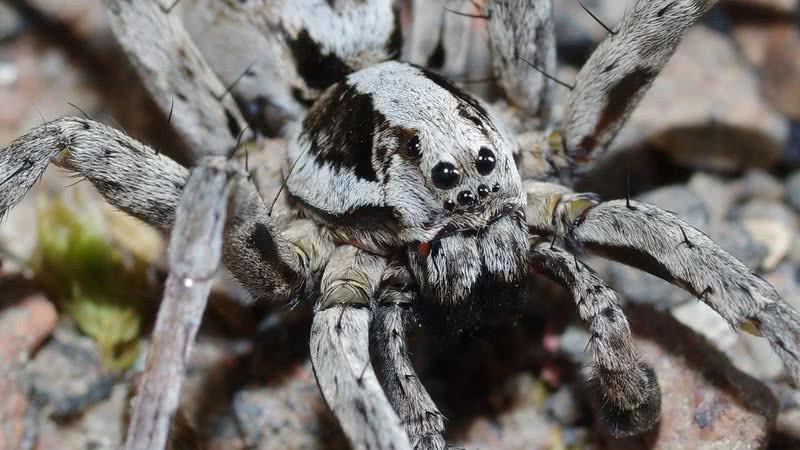 A grande raposa-aranha - Divulgação - Mike Waite/Surrey Wildlife Trust