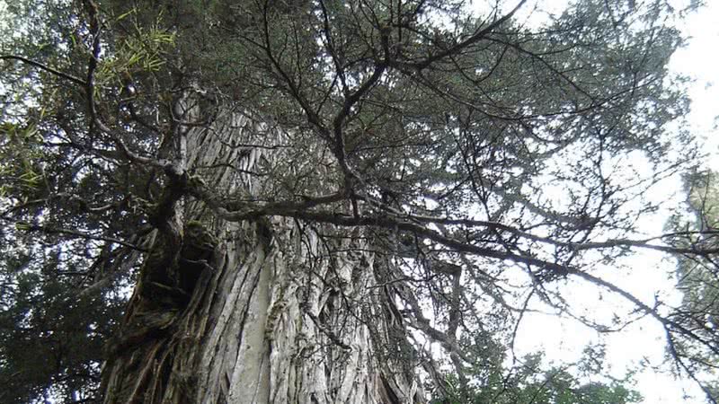 Alerce milenario no Parque Nacional Los Alerces, Argentina - PatagoniaArgentina via Wikimedia Commons