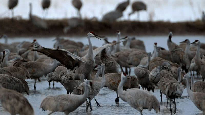 Imagem ilustrativa de aves - Getty Images