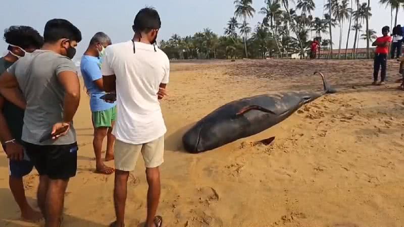 Baleia encalhada na costa do Sri Lanka - Divulgação/ YouTube/ EFE Brasil