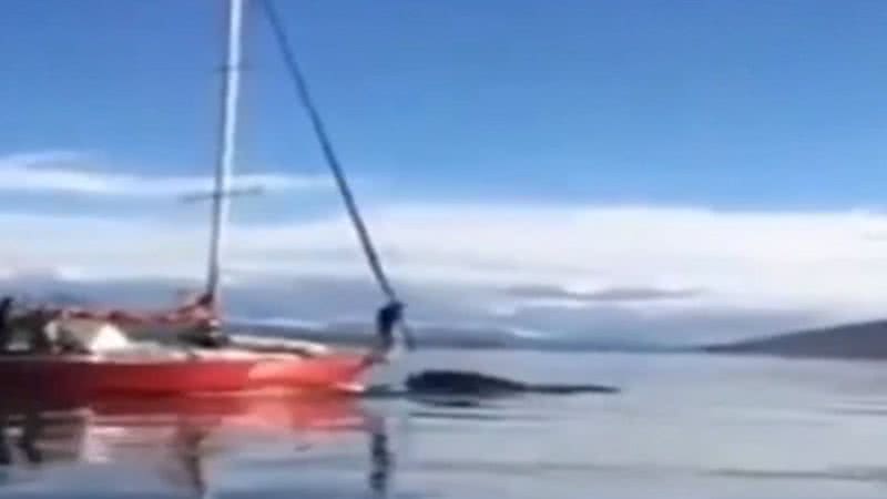 Barco perseguindo e atropelando baleia no Canal de Beagle - Divulgação/Vídeo/O Globo