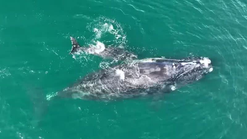 Baleia e seu filhote na costa da Geórgia, nos EUA - Divulgação/Facebook/Georgia Wildlife Resources Division