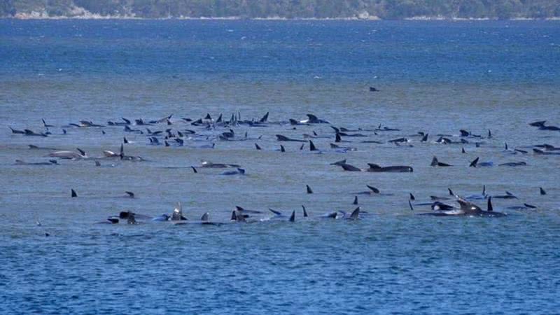 Baleias mortas vistas na costa australiana - Divulgação/Twitter/NewsBFM/22.09.2020