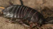 Barata gigante encontrada em arquipélago nas ilhas Lord Howe, na Austrália - Divulgação/Universidade de Sydney/Departamento Australiano de Planejamento e Meio Ambiente.