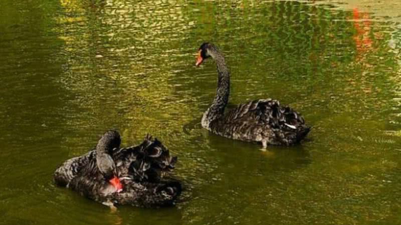 Romeu e Julieta, os cisnes negros - Reprodução/Redes Sociais/Instagram/@parqueguinle