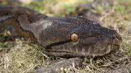 Imagem ilustrativa de uma cobra píton reticulada - Imagem de Hendrik Alberti Bernat por Pixabay