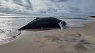 A baleia jubarte que morreu encalhada - Image (c) Kristina Penn / Parks Canada