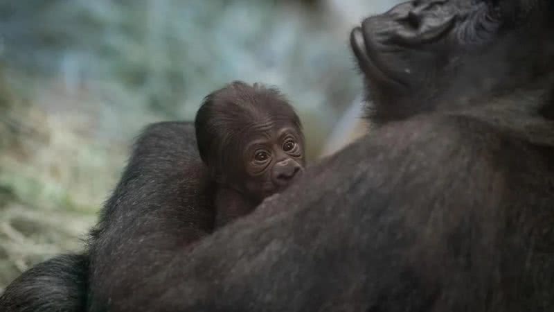 Sully e sua filhote - Reprodução/Columbus Zoo and Aquarium