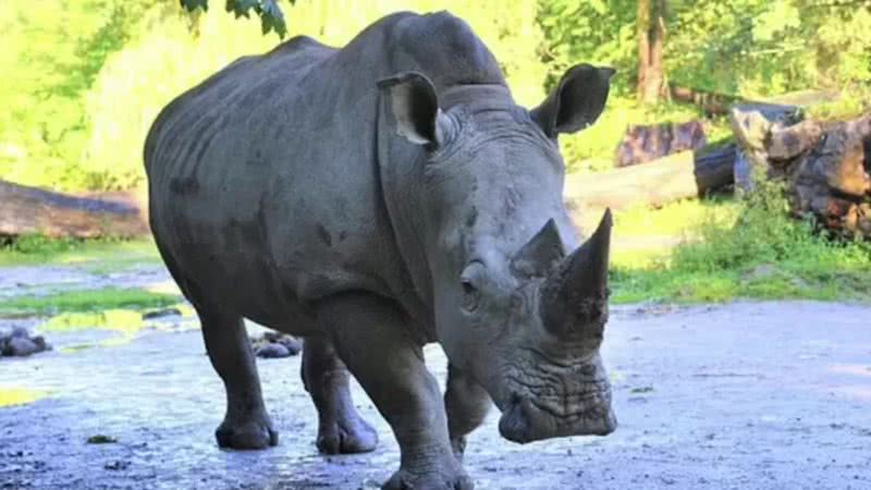 Imagem de um rinoceronte - Reprodução/Hellbrunn Zoo