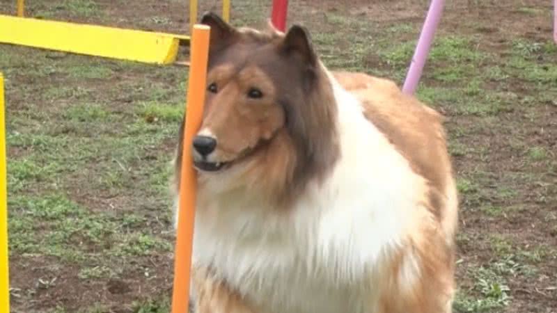 O homem com sua fantasia de border collie - Reprodução/Redes Sociais/Instagram/@toco.ev