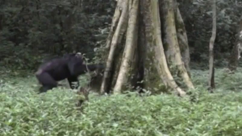 Chimpanzé fazendo barulho na árvore para se comunica - Reprodução/Vídeo/BBC News Brasil