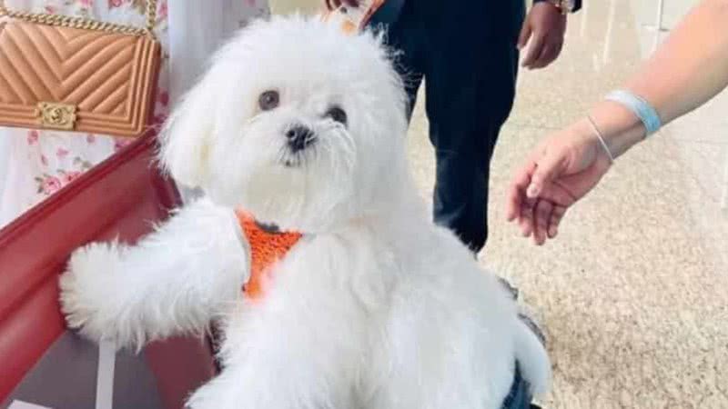 Fotografia de Bella, a cadelinha, no aeroporto - Divulgação