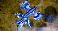 Dragão Azul, o ‘Glaucus atlanticus’ - Sylke Rohrlach via Wikimedia Commons