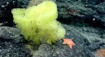 Animais marinhos fotografados em rocha - Divulgação/Twitter/ @echinoblog / NOAA