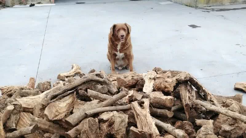 Bobi, o cão mais velho do mundo - Divulgação/Guinness World Record