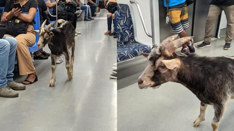 Imagens do bode encontrado em um trem da Linha-7 Rubi, da CPTM - Reprodução/Redes Sociais/X/@gowoncake