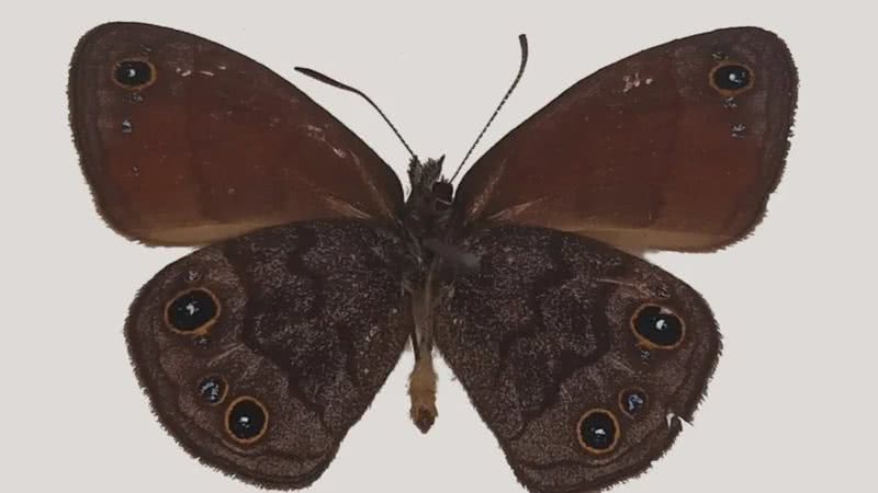 Borboleta da espécie Agojie rupicola, descoberta em Minas Gerais - Thamara Zacca / Acervo Museu UFRJ