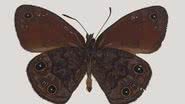 Borboleta da espécie Agojie rupicola, descoberta em Minas Gerais - Thamara Zacca / Acervo Museu UFRJ