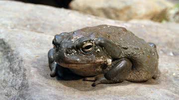 O sapo Bufo alvarius - Holger Krisp via Wikimedia Commons