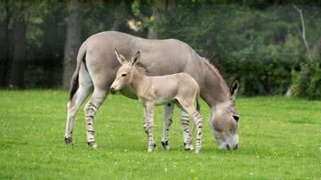 Burro com patas listradas nascido no Reino Unido - Reprodução / Zoológico de Marwell