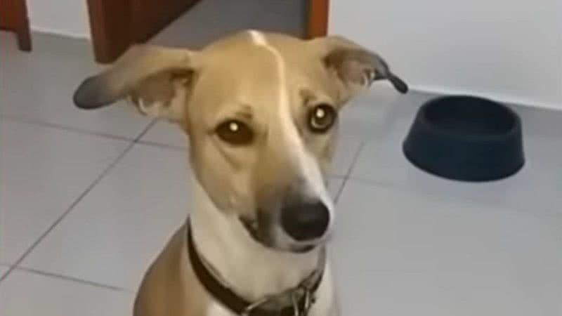 Imagem da cachorrinha Pandora - Divulgação/ Youtube/ SBT News