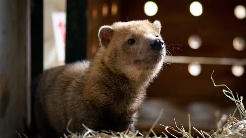 O cachorro-vinagre Rondon - Paula Damasceno/Zoológico de Brasília