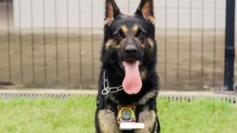 Cão farejador Kano - Divulgação/Polícia Federal do Ceará