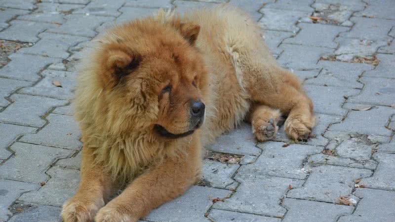 Cachorro da raça Chow-Chow - Pixabay