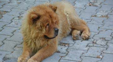 Cachorro da raça Chow-Chow - Pixabay