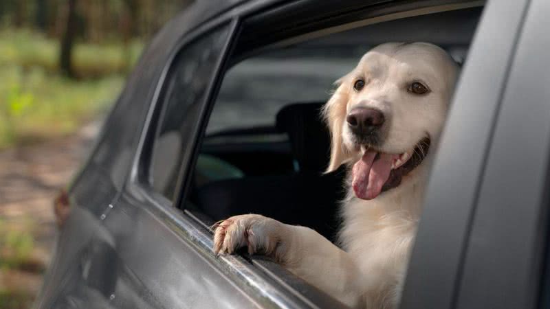 Fotografia meramente ilustrativa de cachorro dentro de carro - Divulgação/ Freepik/ Licença livre