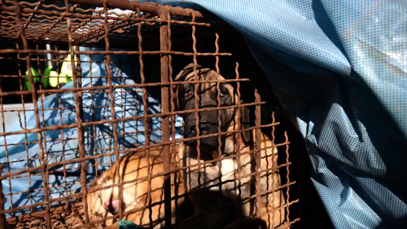 Cachorro levado para a manifestação em Seoul - Getty Images